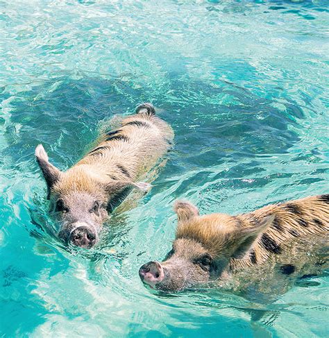 Nassau Pigs: How to go Swimming with Pigs in the Bahamas